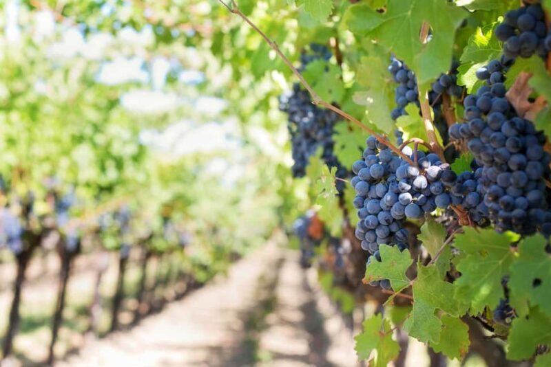 Cape Town: Beach Horse Ride + Wine Tour + Lunch + Pick-Up - The Sum Up
