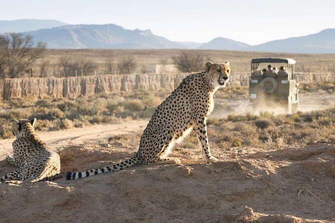 ( Cape Town ) Best Of Aquila Safari Fullday Tour - Frequently Asked Questions
