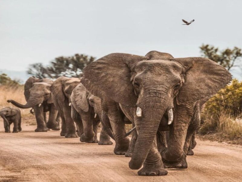Cape Town: Big 5 Game Reserve Drive with Lunch - Key Points
