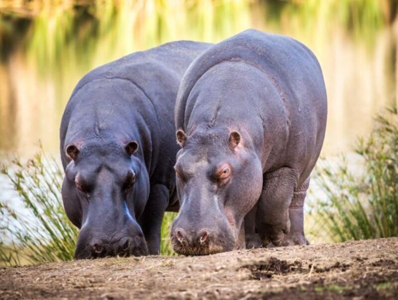 Cape Town: Big 5 Game Reserve Drive with Lunch - A Close Look at the Experience