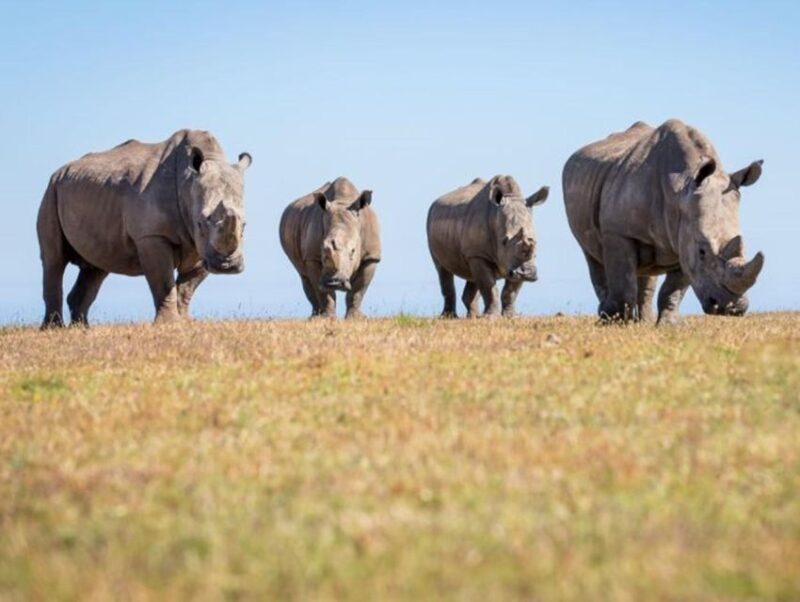 Cape Town: Big 5 Game Reserve Drive with Lunch - Final Thoughts