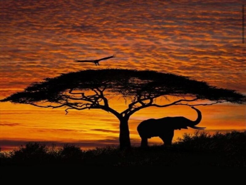 Cape Town: Big 5 Game Reserve Drive with Lunch - FAQ