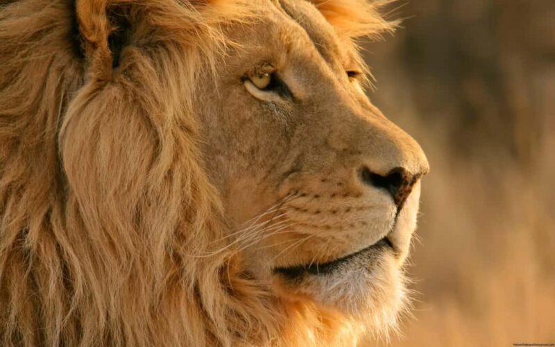 Cape Town: Big Five Safari and Breede River Valley Day Trip - Key Points  