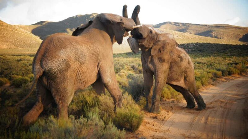 Cape Town: Big Five Safari and Breede River Valley Day Trip - Authentic Insights from Reviews