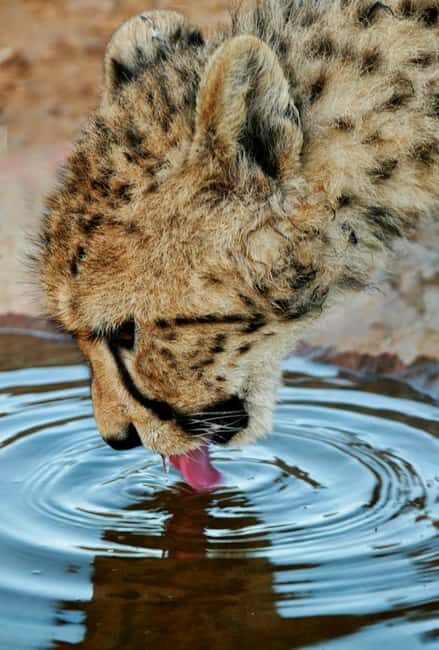 Cape Town: Big Five Safari and Breede River Valley Day Trip - Final Thoughts: Who Will Love This Tour?