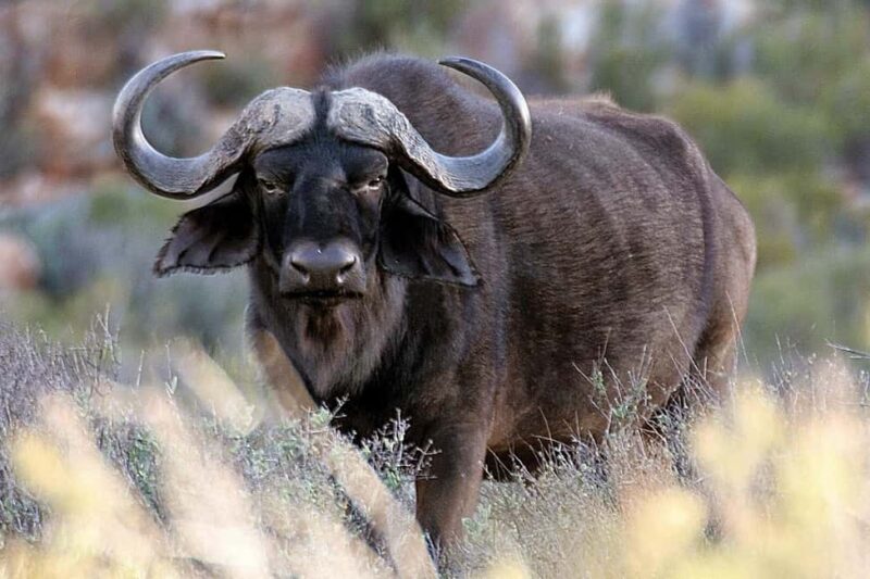 Cape Town: Big Five Safari and Breede River Valley Day Trip - FAQ