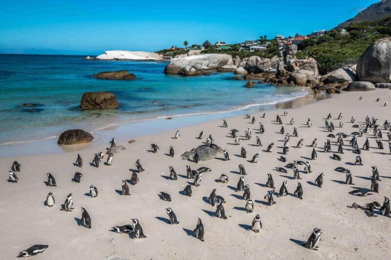 Cape Town: Boulders Beach Penguin Watching Half-Day Tour - Key Points: