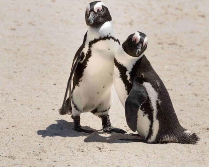 Cape Town: Boulders Beach Penguin Watching Half-Day Tour - An In-Depth Look at the Tour Experience