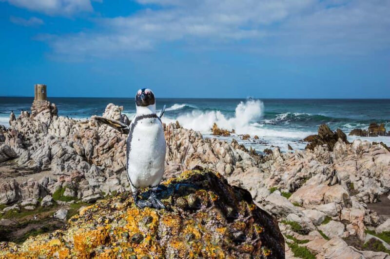 Cape Town: Boulders Beach Penguin Watching Half-Day Tour - Authentic Insights from Past Travelers