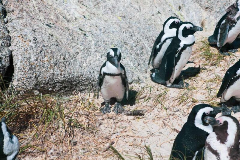 Cape Town: Boulders Beach Penguin Watching Half-Day Tour - Who This Tour Is Best For
