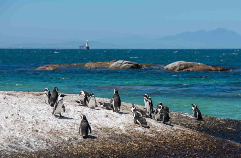 Cape Town: Boulders Beach Penguin Watching Half-Day Tour - The Sum Up