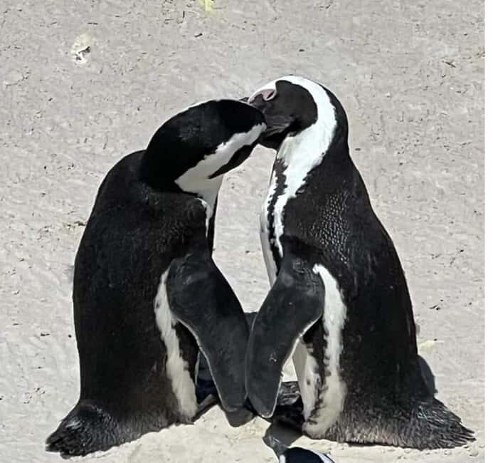 Cape Town: Cape of Good Hope and Boulders Beach Private Tour - The Journey Begins: Pickup & Transportation