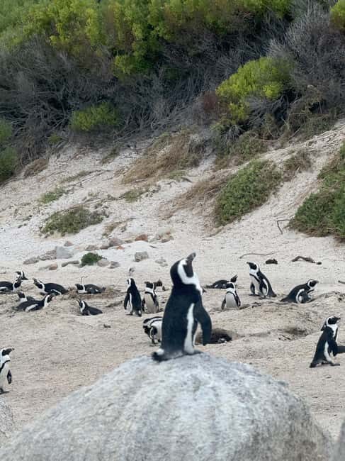 Cape Town: Cape of Good Hope and Penguins Colony Day Tour - Who Should Consider This Tour?
