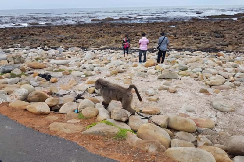 Cape Town: Cape of Good Hope and Penguins Full-Day Tour - Key Points