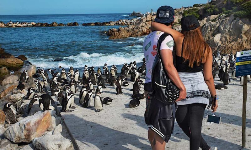 Cape Town: CAPE OF GOOD HOPE AND PENGUINS PRIVATE FULL DAY. - Key Points