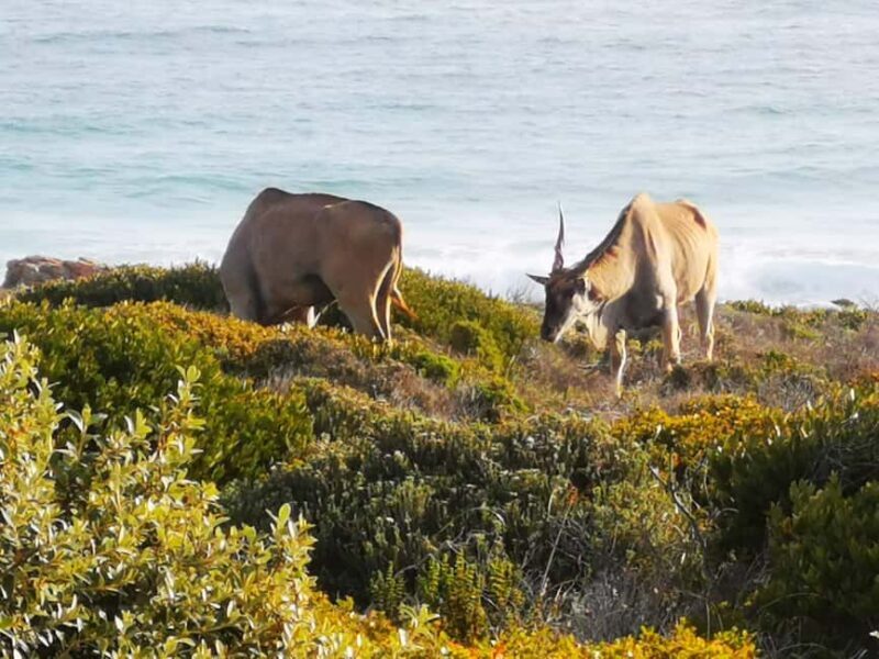 Cape Town: CAPE OF GOOD HOPE AND PENGUINS PRIVATE FULL DAY. - FAQ