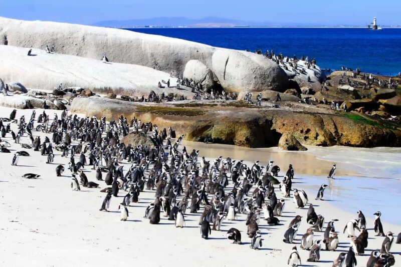 Cape Town: Cape of Good Hope & Boulders Beach Group Tour - Key Points