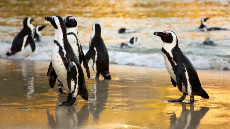 Cape Town: Cape of Good Hope & Boulders Beach Group Tour - Who This Tour Is Best For