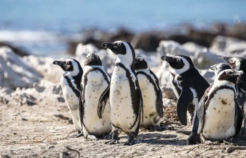 Cape Town: Cape of Good Hope & Penguins Full-Day Guided Tour - Final Thoughts