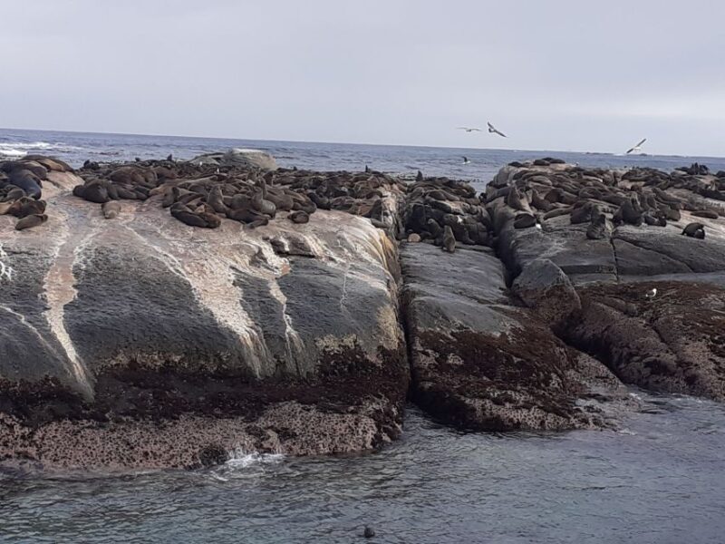 Cape Town: Cape of Good Hope, Seals and Penguins Day Tour - FAQs