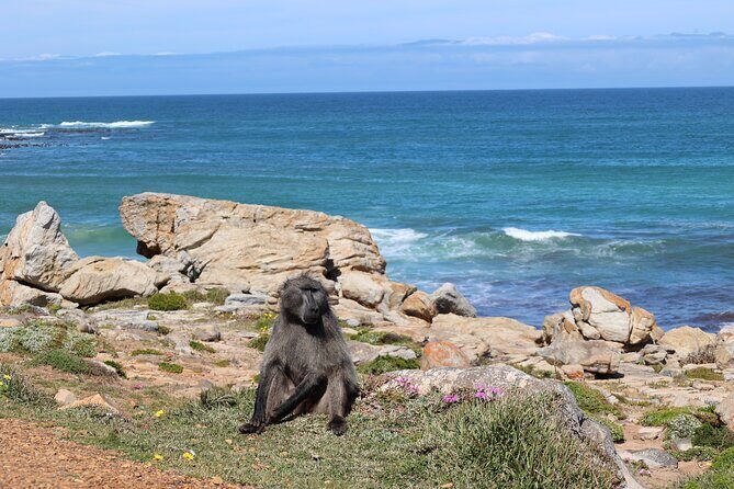 Cape Town: Cape of Good Hope, Table Mountain & Wine Tasting Tour - Practical Details and Value
