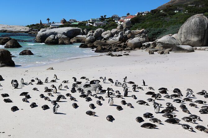 Cape Town: Cape of Good Hope, Table Mountain & Wine Tasting Tour - Final Thoughts