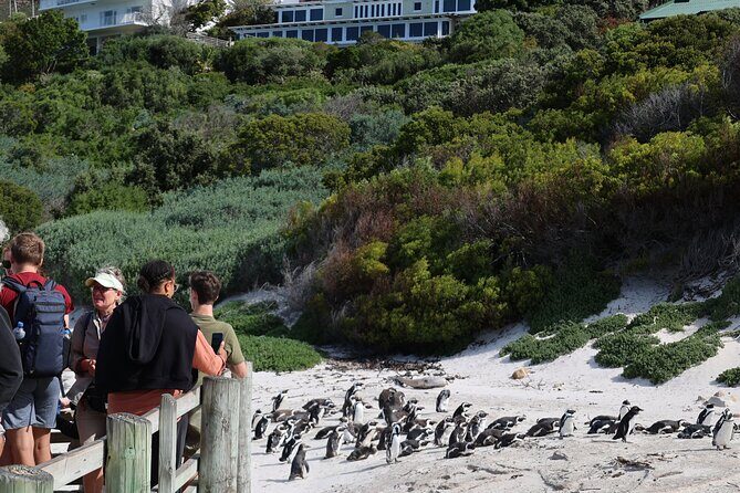 Cape Town: Cape of Good Hope Tour, Penguin Beach & Table Mountain - Who Will Love This Tour?