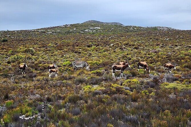 Cape Town: Cape of Good Hope Tour, Penguin Beach & Table Mountain - FAQ