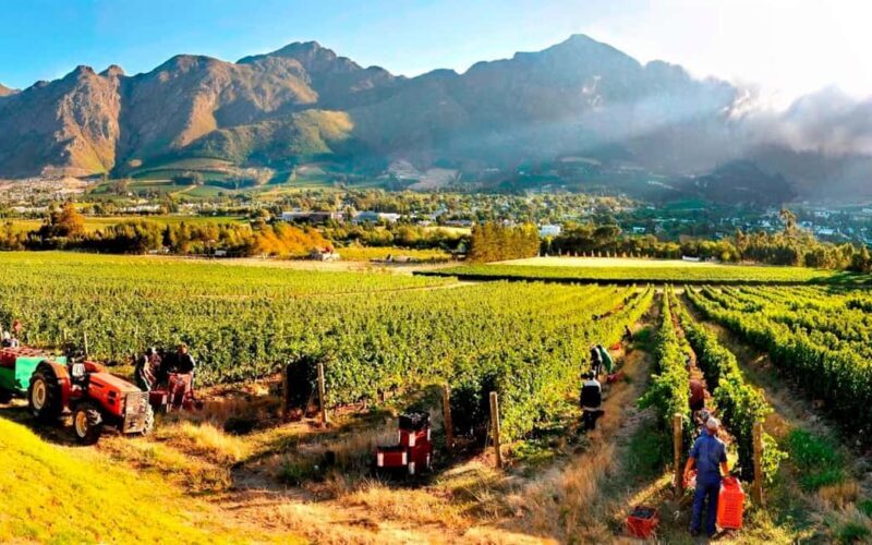 Cape Town: Cape Peninsula and Wine Route Tour - Key Points