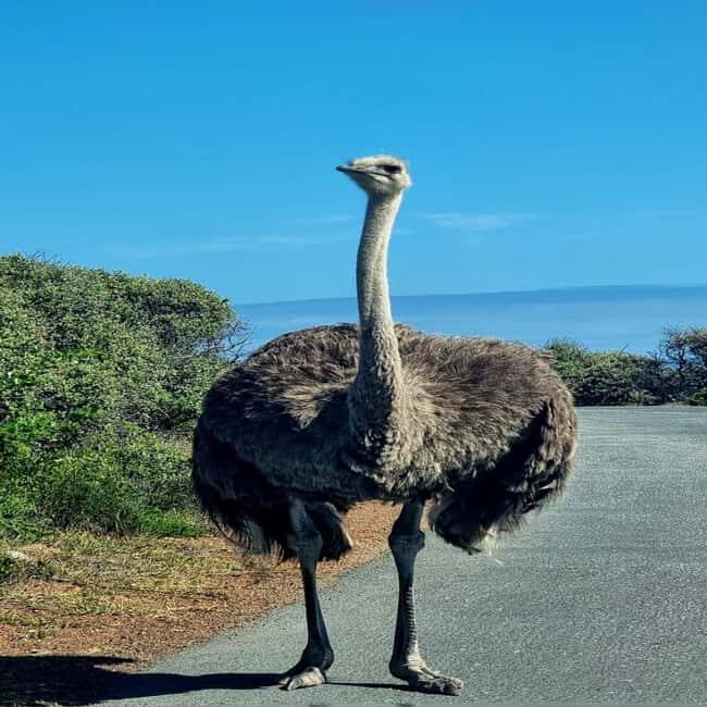 Cape Town: Cape Peninsula and Wine Route Tour - Discovering the Cape Peninsula and Winelands