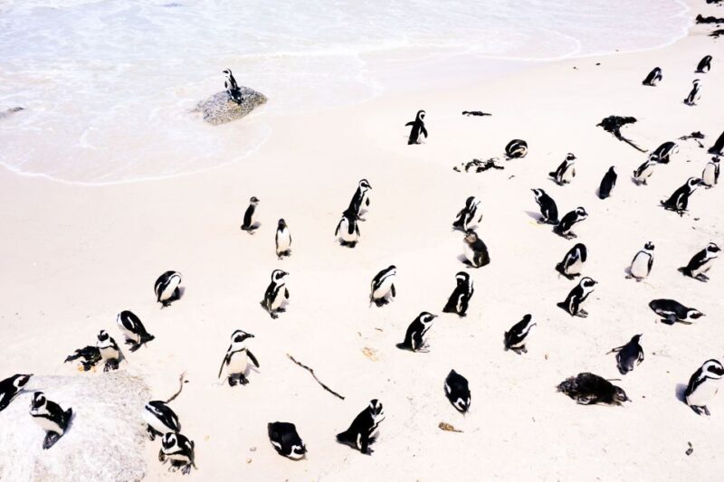 Cape Town: Cape Peninsula and Winelands Full Day Combo Tour - Exploring the Cape Peninsula: Sights and Scenery  