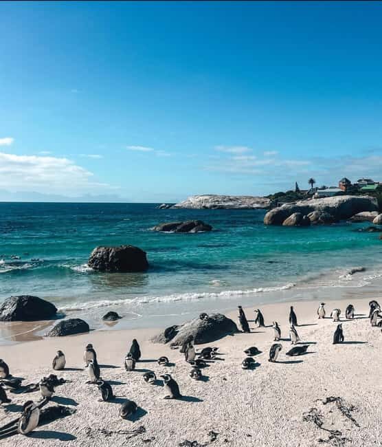 Cape Town: Cape Peninsula Jeep Safari Adventure - Key Points