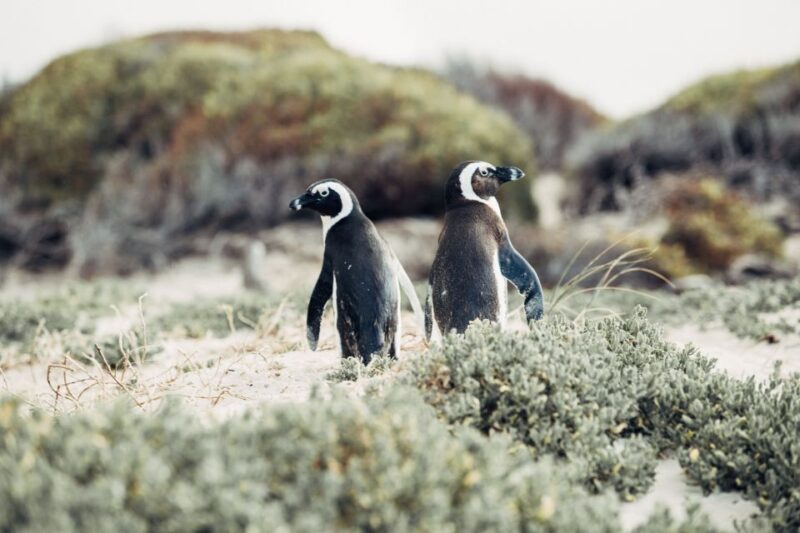Cape Town: Cape Peninsula Private Half-Day Tour - A Scenic Journey Along the Coastline