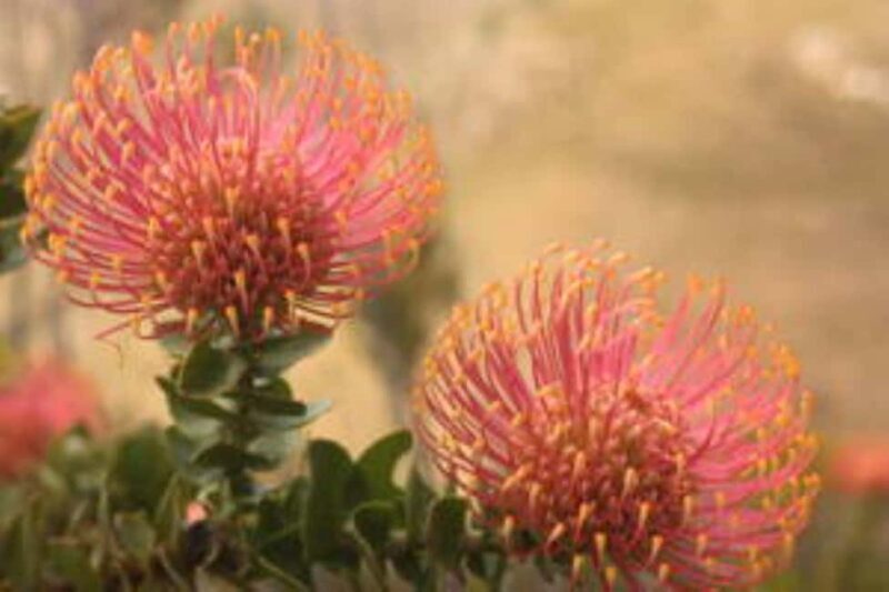 Cape Town: Cape Peninsula Private Scenic Tour - Key Points