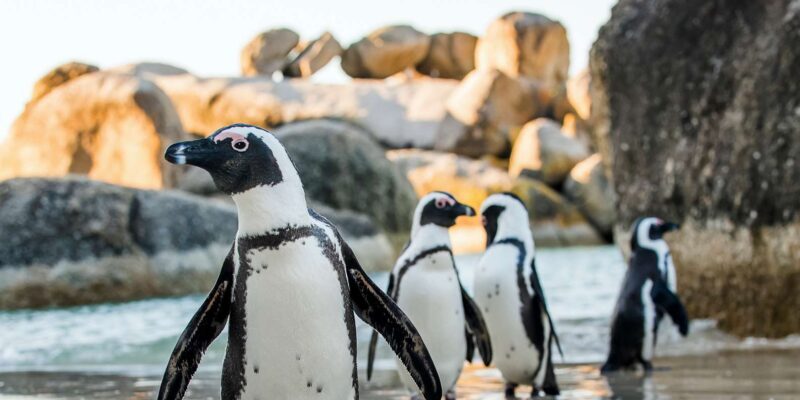 Cape Town: Cape Peninsula & Table Mountain Private Day Trip - Final Thoughts: Who Should Book This Tour?