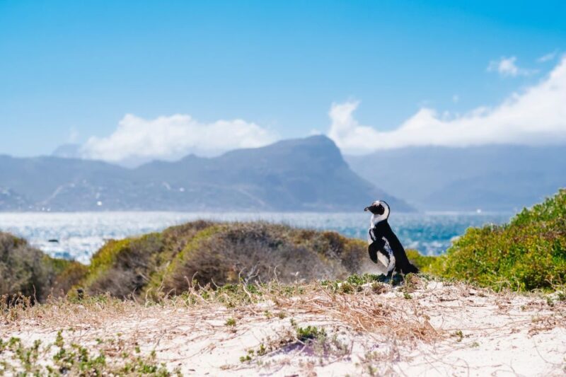 Cape Town: Cape Point and Penguin Colony Full Day Tour - Frequently Asked Questions