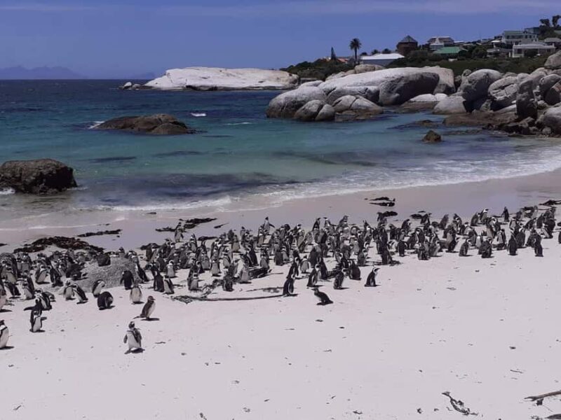 Cape Town: Cape point, Boulders beach, Simon's town - Who Is This Tour Best For?  