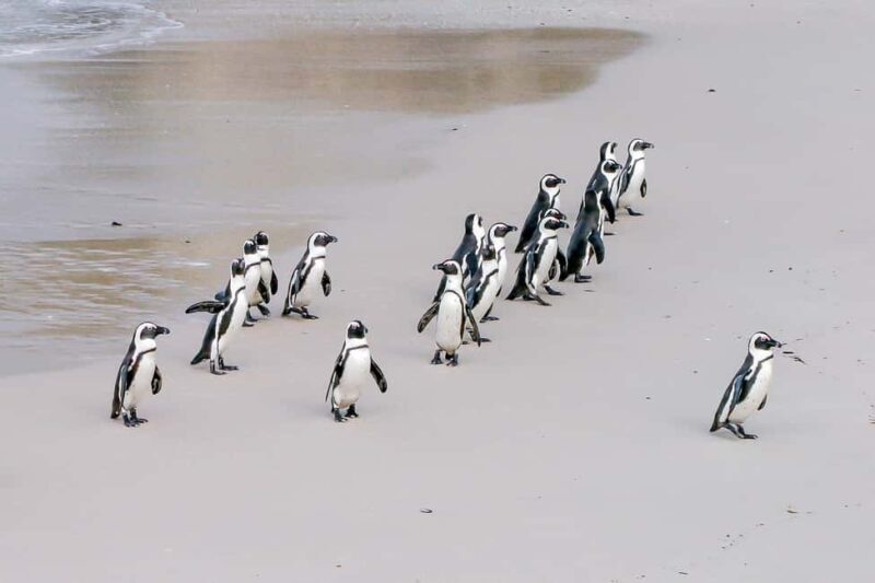 Cape Town: Cape Point Full Day Tour - The Playful Penguins at Boulders Beach