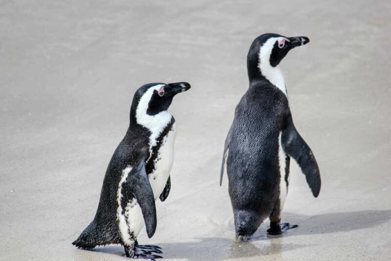 Cape Town: Cape Point Full Day Tour - Who Will Love This Tour?