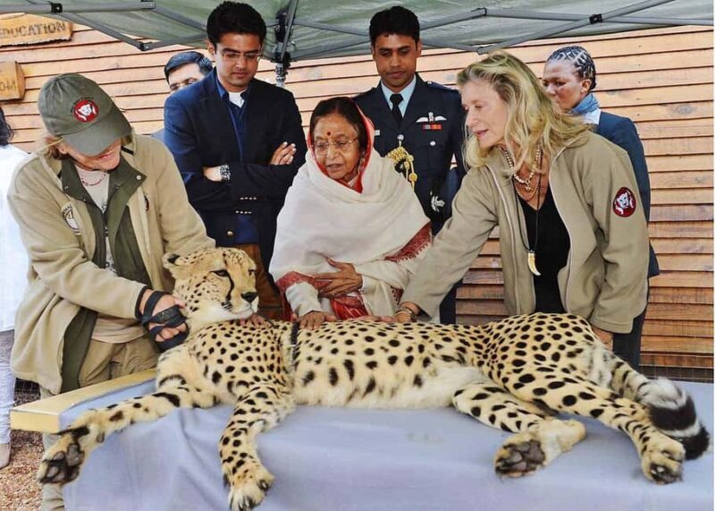 Cape Town: CHEETAH ENCOUNTER/WINE TESTING EXPERIENCE/LUNCH - Key Points