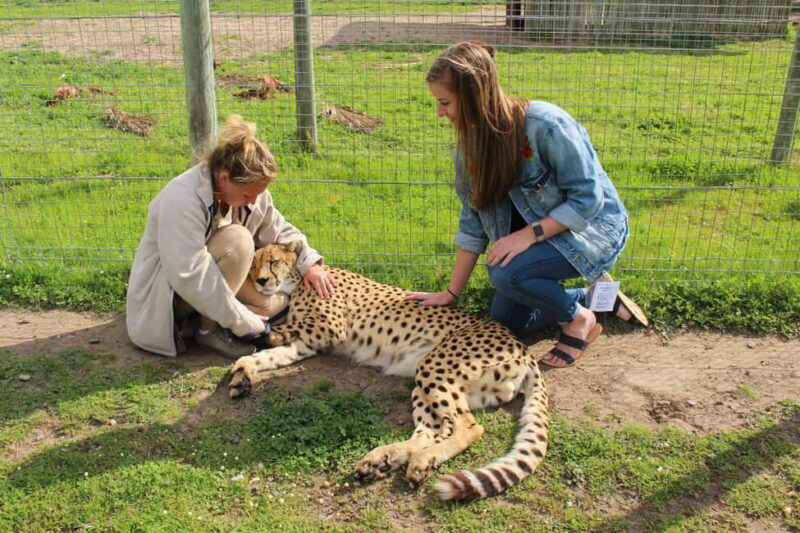 Cape Town: CHEETAH ENCOUNTER/WINE TESTING EXPERIENCE/LUNCH - What to Expect from the Tour
