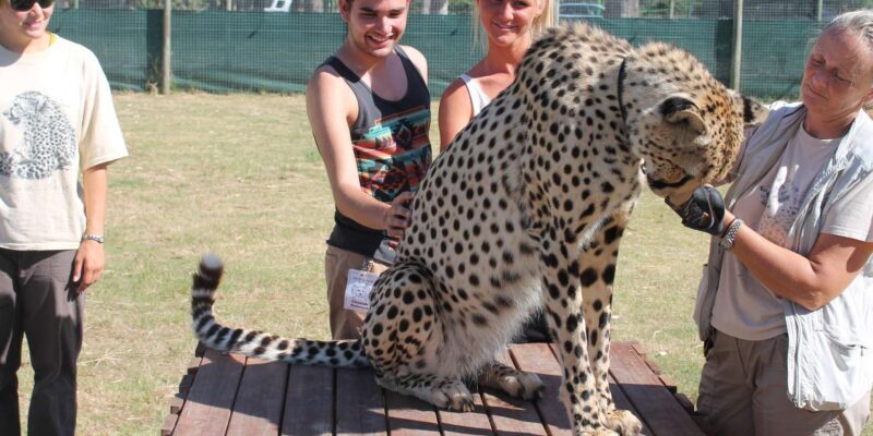 Cape Town: CHEETAH ENCOUNTER/WINE TESTING EXPERIENCE/LUNCH - The Sum Up: Is This Tour Worth It?