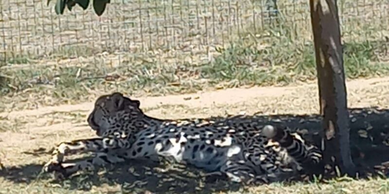 Cape Town: Cheetah Outreach and Winelands Day Tour - Value and Cost Analysis