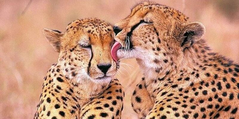 Cape Town: Cheetah Outreach and Winelands Day Tour - Practical Tips for Travelers