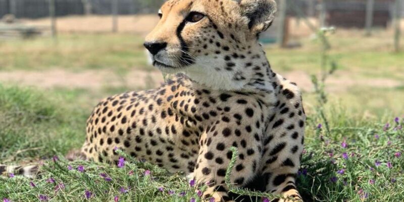 Cape Town: Cheetah Outreach and Winelands Day Tour - The Sum Up: Who is this Tour Best For?