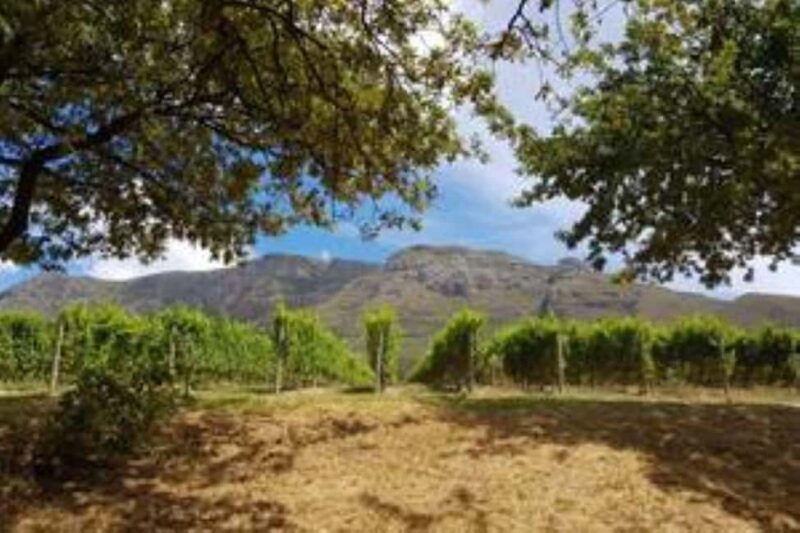 Cape Town: Constantia Prestige Private Wine Tour - Who Should Consider This Tour?
