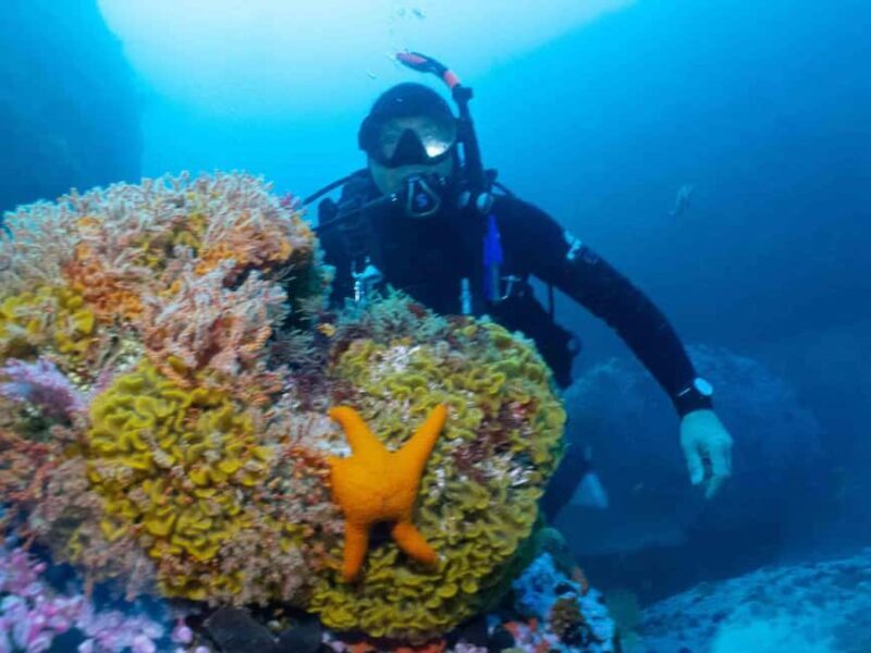 Cape Town: Discover Scuba Diving - 1 day experience - The Sum Up