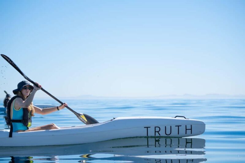 Cape Town: Dolphin & Ocean Wildlife Kayaking Adventure - Key Points