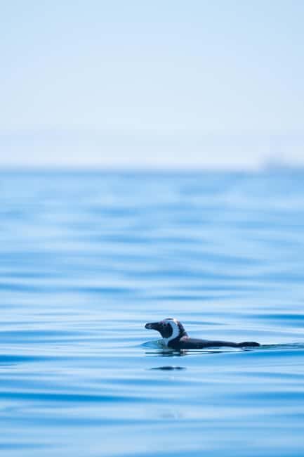 Cape Town: Dolphin & Ocean Wildlife Kayaking Adventure - The Sum Up