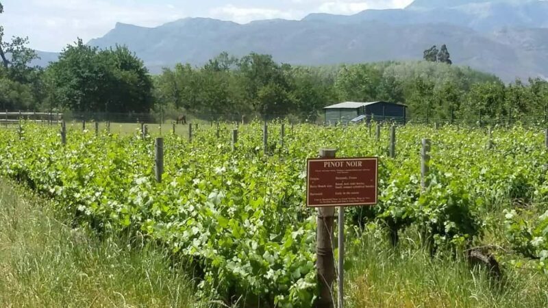 Cape Town: Experience Golf, Wine Tour with VIP Wine Tasting - FAQ